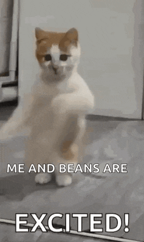 a cat is standing on its hind legs and dancing .