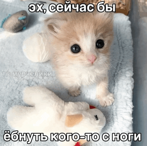 a kitten is laying on a blanket next to a stuffed animal with a caption in russian