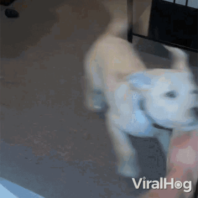 The Dog Wants To Play Viralhog GIF