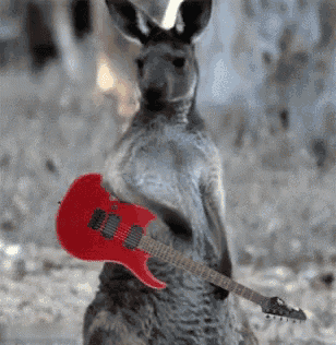Kkpp06 Guitars GIF - Kkpp06 Guitars Kangaroo GIFs