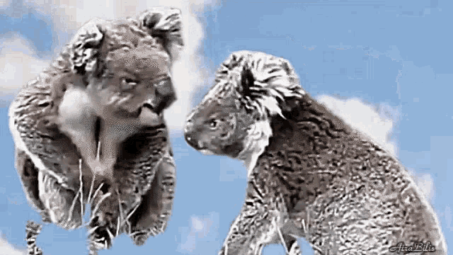 Koalas Joke GIF - Koalas Joke Funny GIFs