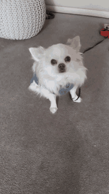 a small white dog wearing a blue shirt and a leash