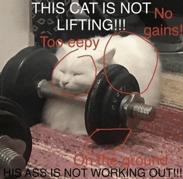 a cat laying on top of a dumbbell with a caption that says this cat is not lifting too eepy