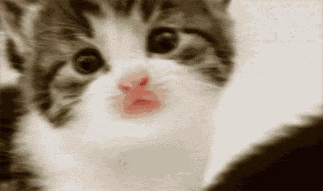 a close up of a kitten with red lips