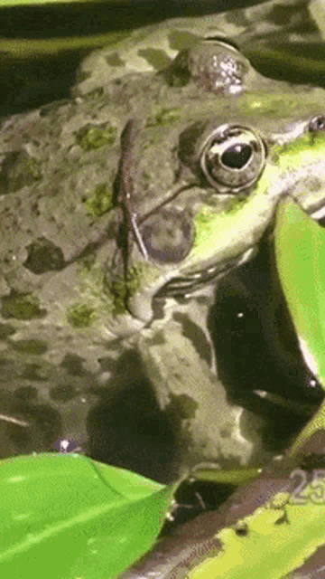 a close up of a frog with a green leaf in front of it that says 22