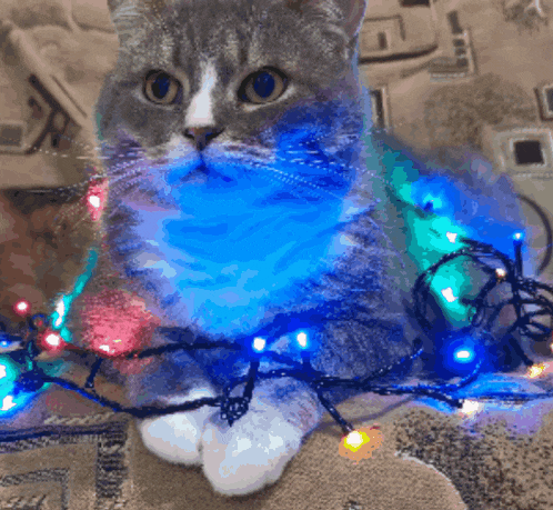 a cat is wrapped in a string of blue lights