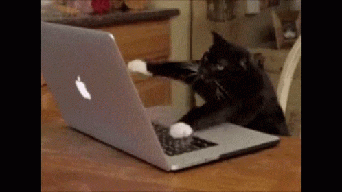 Typing Cat GIF - Typing Cat GIFs
