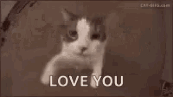 a close up of a cat 's face and the words love you