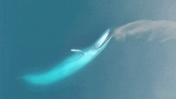 an aerial view of a large blue whale swimming in the ocean