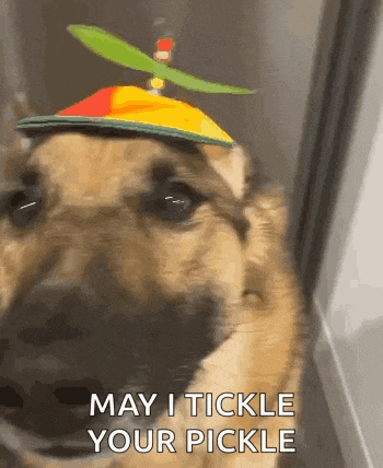 a dog is wearing a hat with a propeller on top of it and says `` may i tickle your pickle '' .