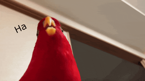 a red parrot with a yellow beak is standing in front of a white wall that says ha