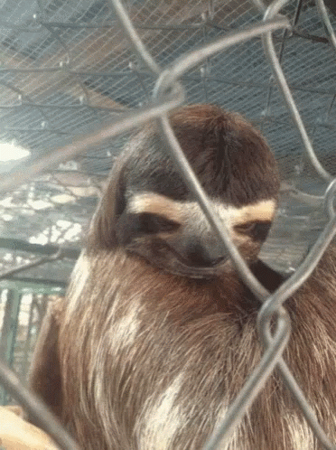Sloth Eye Brow Raise GIF - Sloth Eye Brow Raise GIFs
