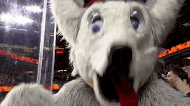 a white dog mascot with blue eyes and a red collar