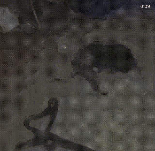 Dog Flip GIF