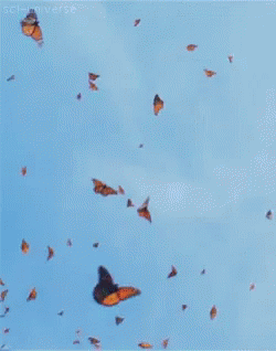 Flight Butterfly GIF - Flight Butterfly Migration GIFs