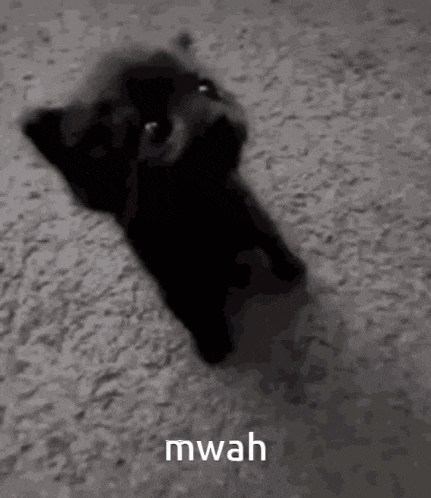a black cat is laying on its back on a carpet and looking at the camera .
