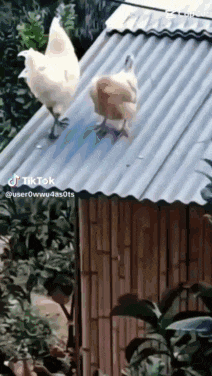 a couple of chickens standing on top of a roof .