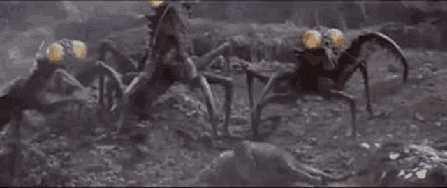 a group of spiders are standing on top of a dirt field .
