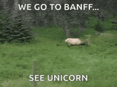 a deer standing in a grassy field with the words `` we go to banff ... see unicorn '' written on it .