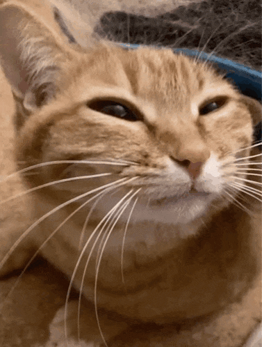 a close up of a cat 's face with a blue object in the background