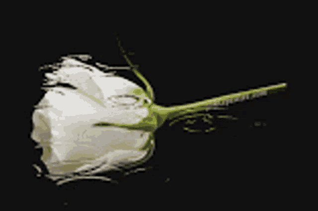 a close up of a white rose with rings on it
