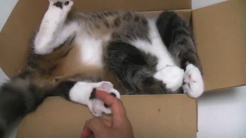 Cat Is Relaxed In A Box GIF - Cat Box Awkward GIFs