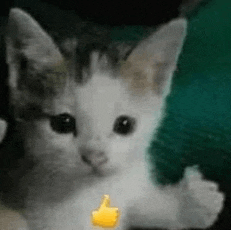 a close up of a kitten giving a thumbs up .