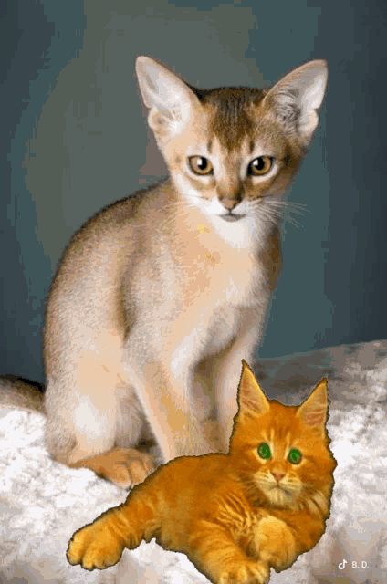 a picture of a kitten sitting next to an orange kitten with the letters bd on the bottom