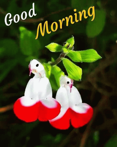 Morning Birds GIF - Morning Birds GIFs