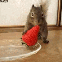 Squirrel Strawberries GIF - Squirrel Strawberries Hangry GIFs