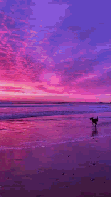 Dog Tamil Beach Dog GIF - Dog Tamil Beach Dog Dog Beach GIFs