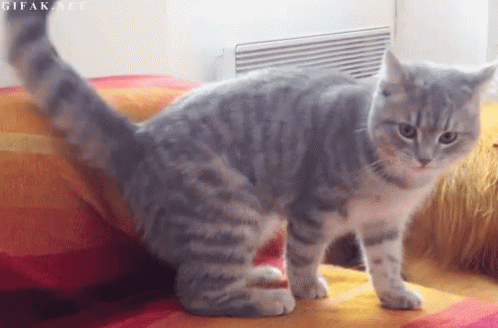 Croqueta GIF - Cat Roll Fall GIFs