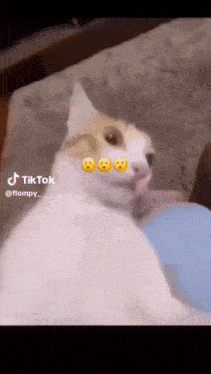 a cat is sitting on a couch and making a funny face with its tongue out .