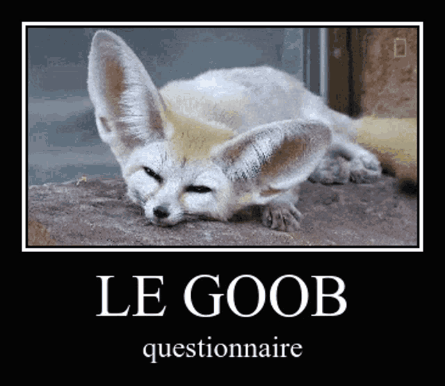 Le Goob Fennec Fox GIF - Le Goob Fennec Fox Why GIFs