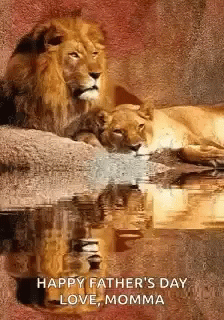 Lioness Love GIF - Lioness Love King GIFs