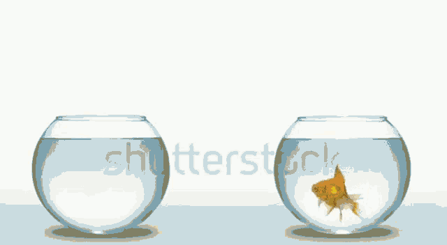 Gold Fish Jump GIF - Gold Fish Jump GIFs