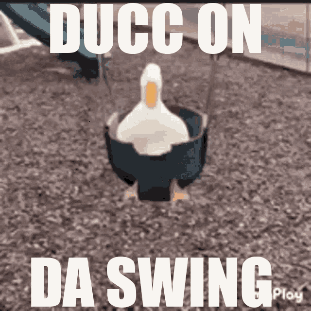 Ducc Duck GIF - Ducc Duck Duck On The Swing GIFs