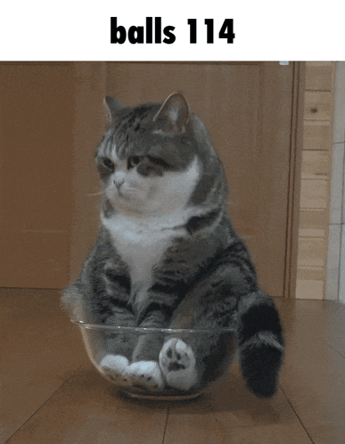 a cat is sitting in a bowl with the words balls 114 written above it