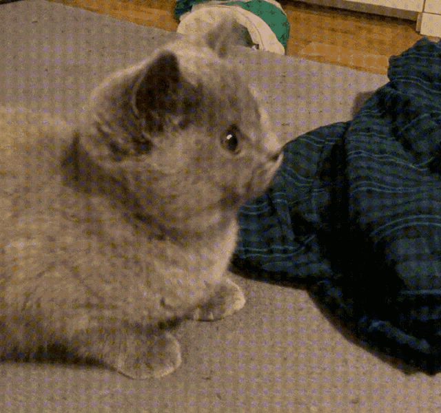 a gray cat laying on the floor next to a blue shirt