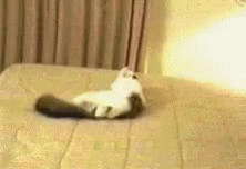 Cat Scared GIF - Cat Scared Wall GIFs