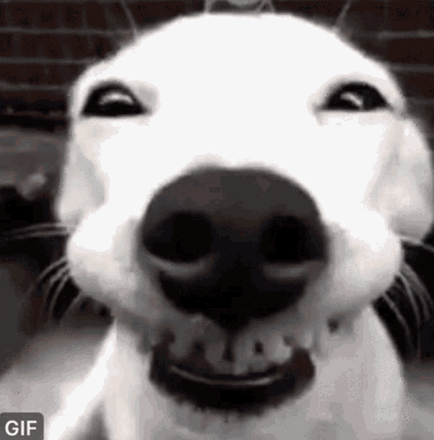 Ronnie Vannuci Smiling Dog GIF - Ronnie Vannuci Smiling Dog Brandon Flowers GIFs