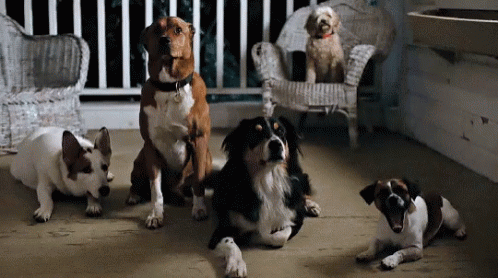 Dogs Waiting GIF - Dogs Waiting Squad Goal GIFs