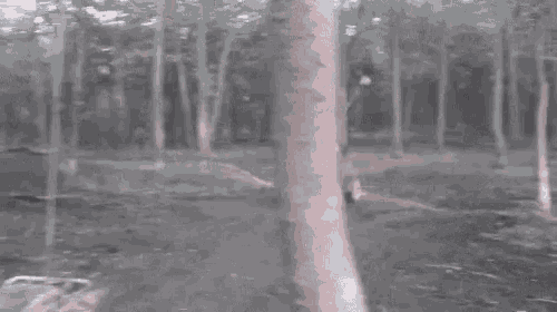 Fail Timber GIF - Fail Timber Tree GIFs