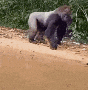Gorilla Ape GIF - Gorilla Ape Ape Standing GIFs