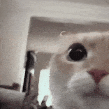 a close up of a cat 's face looking at the camera .