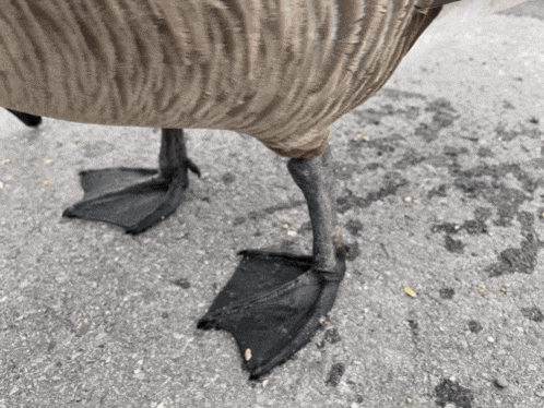 a close up of a goose 's feet on a gray surface