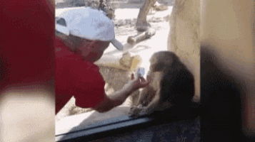 a man is feeding a monkey a banana through a glass window .