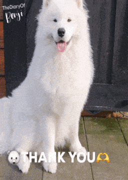 a picture of a white dog with a thank you message
