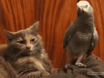 Hello Bird GIF - Hello Bird Cat GIFs