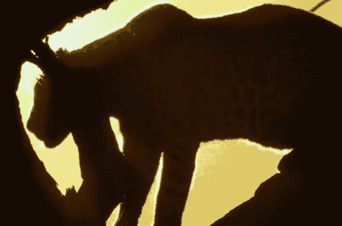 a silhouette of a leopard against a yellow sky